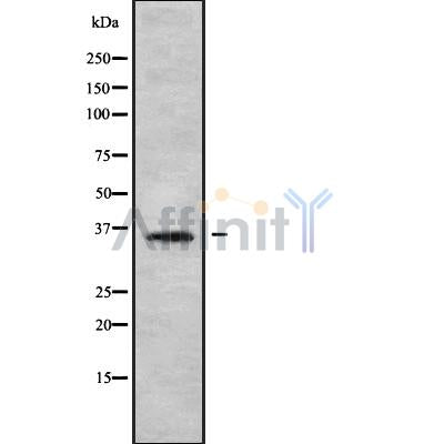 Western blot analysis OR56B2 using HT-29 whole cell lysates