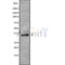 Western blot analysis OR5AV1 using HUVEC whole cell lysates
