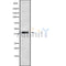 Western blot analysis of extracts from rat brain, using OPSB Antibody.