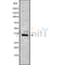 Western blot analysis OR10P1 using HT-29 whole cell lysates