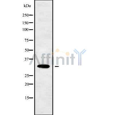 Western blot analysis OR10W1 using 293 whole cell lysates