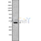 Western blot analysis OR12D2 using HUVEC whole cell lysates