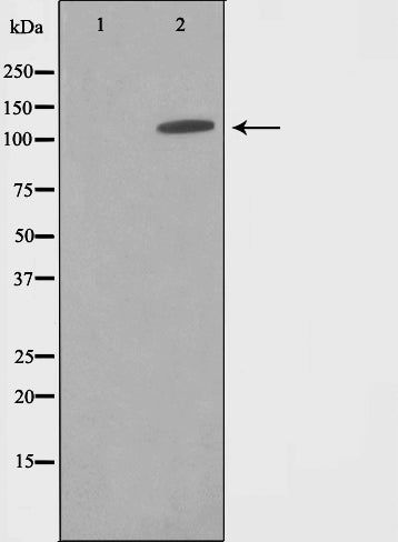 AF0822 staining HepG2 by IF/ICC. The sample were fixed with PFA and permeabilized in 0.1% Triton X-100,then blocked in 10% serum for 45 minutes at 25¡ãC. The primary antibody was diluted at 1/200 and incubated with the sample for 1 hour at 37¡ãC. An  Alexa Fluor 594 conjugated goat anti-rabbit IgG (H+L) Ab, diluted at 1/600, was used as the secondary antibod