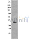 Western blot analysis of extracts from Mouse spleen, using OR1A2 Antibody. The lane on the left was treated with blocking peptide.