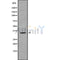 Western blot analysis OR1L8 using HUVEC whole cell lysates