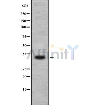 Western blot analysis OR1M1 using 293 whole cell lysates