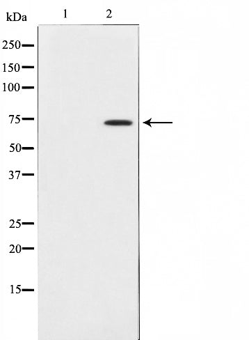AF0690 staining K562 by IF/ICC. The sample were fixed with PFA and permeabilized in 0.1% Triton X-100,then blocked in 10% serum for 45 minutes at 25¡ãC. The primary antibody was diluted at 1/200 and incubated with the sample for 1 hour at 37¡ãC. An  Alexa Fluor 594 conjugated goat anti-rabbit IgG (H+L) Ab, diluted at 1/600, was used as the secondary antibod