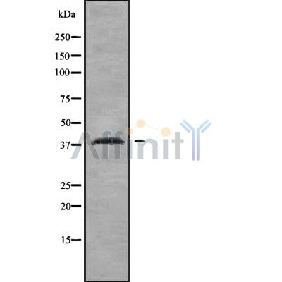 Western blot analysis of extracts from MCF7, using OR2T4 Antibody. The lane on the left was treated with blocking peptide.