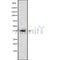 Western blot analysis OR3A4 using HepG2 whole cell lysates
