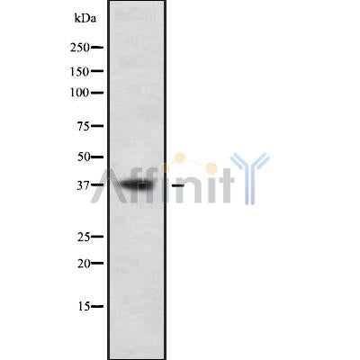 Western blot analysis OR3A4 using HepG2 whole cell lysates