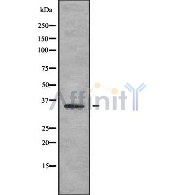 Western blot analysis of extracts from mouse spleen, using OR4D2 Antibody.