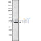 Western blot analysis OR5L1/2 using HUVEC whole cell lysates