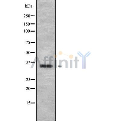 Western blot analysis of extracts from 293, using OR6B1 Antibody. The lane on the left was treated with blocking peptide.