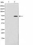 AF0691 staining 293 by IF/ICC. The sample were fixed with PFA and permeabilized in 0.1% Triton X-100,then blocked in 10% serum for 45 minutes at 25¡ãC. The primary antibody was diluted at 1/200 and incubated with the sample for 1 hour at 37¡ãC. An  Alexa Fluor 594 conjugated goat anti-rabbit IgG (H+L) Ab, diluted at 1/600, was used as the secondary antibod