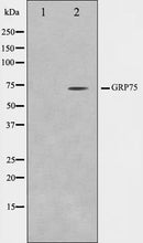 Western blot analysis on COS7 cell lysate using GRP75 Antibody,The lane on the left is treated with the antigen-specific peptide.