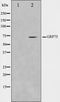 Western blot analysis on COS7 cell lysate using GRP75 Antibody,The lane on the left is treated with the antigen-specific peptide.