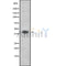 Western blot analysis of P2RY2 using HepG2 whole cell lysates