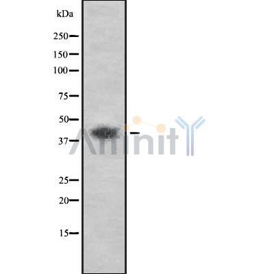 Western blot analysis of P2RY2 using HepG2 whole cell lysates