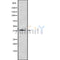 Western blot analysis of extracts from K562, using P2RY12 Antibody. The lane on the left was treated with blocking peptide.