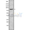 Western blot analysis of RXFP1 using K562 whole cell lysates