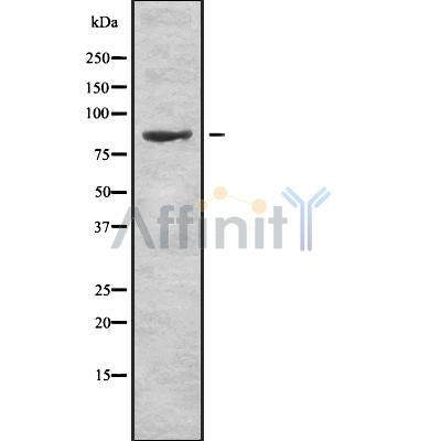 Western blot analysis of RXFP1 using K562 whole cell lysates