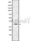 Western blot analysis of TAS2R12 using HepG2 whole cell lysates