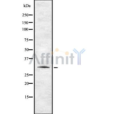Western blot analysis of TAS2R12 using HepG2 whole cell lysates