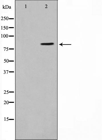AF0704 staining Hela by IF/ICC. The sample were fixed with PFA and permeabilized in 0.1% Triton X-100,then blocked in 10% serum for 45 minutes at 25¡ãC. The primary antibody was diluted at 1/200 and incubated with the sample for 1 hour at 37¡ãC. An  Alexa Fluor 594 conjugated goat anti-rabbit IgG (H+L) Ab, diluted at 1/600, was used as the secondary antibod