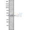 Western blot analysis of extracts from mouse brain, using TAS2R40 Antibody.