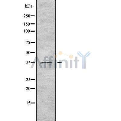 Western blot analysis of extracts from mouse brain, using TAS2R40 Antibody.