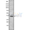 Western blot analysis of TAS2R50 using HeLa whole cell lysates