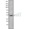 Western blot analysis of TAS2R60 using HepG2 whole cell lysates