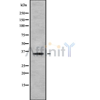Western blot analysis of TAS2R60 using HepG2 whole cell lysates