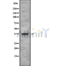 Western blot analysis of TAS2R using 293 whole cell lysates