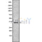 Western blot analysis of extracts from mouse heart, using TAS2R9 Antibody.