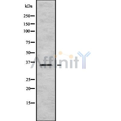 Western blot analysis of extracts from mouse heart, using TAS2R9 Antibody.