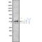Western blot analysis of extracts from mouse brain, using TAAR6 Antibody.