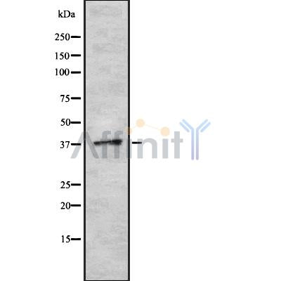 Western blot analysis of extracts from mouse brain, using TAAR6 Antibody.