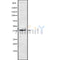 Western blot analysis of TAAR9 using HT-29 whole cell lysates