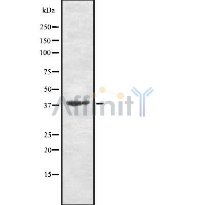 Western blot analysis of TAAR9 using HT-29 whole cell lysates