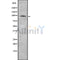 Western blot analysis of TAS1R1 using COLO205 whole cell lysates