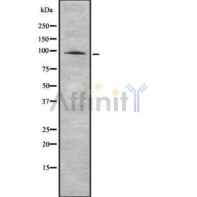 Western blot analysis of TAS1R1 using COLO205 whole cell lysates