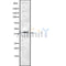 Western blot analysis of VN1R1 using HUVEC whole cell lysates