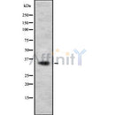 Western blot analysis OR11A1 using 293 whole cell lysates