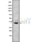Western blot analysis OR11A1 using 293 whole cell lysates
