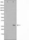 AF0653 staining NIH-3T3 by IF/ICC. The sample were fixed with PFA and permeabilized in 0.1% Triton X-100,then blocked in 10% serum for 45 minutes at 25¡ãC. The primary antibody was diluted at 1/200 and incubated with the sample for 1 hour at 37¡ãC. An  Alexa Fluor 594 conjugated goat anti-rabbit IgG (H+L) Ab, diluted at 1/600, was used as the secondary antibod