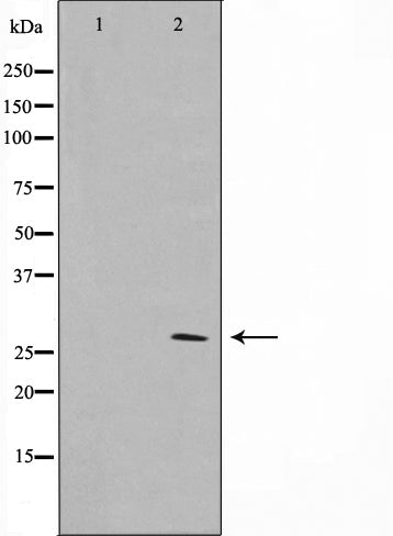 AF0653 staining NIH-3T3 by IF/ICC. The sample were fixed with PFA and permeabilized in 0.1% Triton X-100,then blocked in 10% serum for 45 minutes at 25¡ãC. The primary antibody was diluted at 1/200 and incubated with the sample for 1 hour at 37¡ãC. An  Alexa Fluor 594 conjugated goat anti-rabbit IgG (H+L) Ab, diluted at 1/600, was used as the secondary antibod