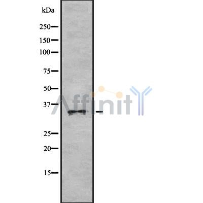 Western blot analysis of extracts from mouse brain and mouse muscle, using OR52P1 Antibody.