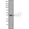 Western blot analysis OR13A1 using HepG2 whole cell lysates