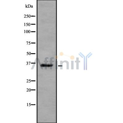 Western blot analysis OR13A1 using HepG2 whole cell lysates